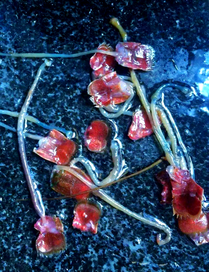 小龙虾盛宴:多种做法让你尽情享受美味佳肴!