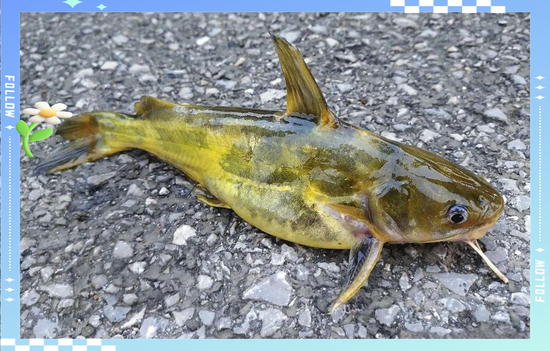 黄辣丁的多个习性特点及钓鱼关键方法