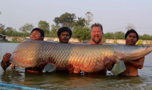 亚马逊河流中常见的狂野观赏性鱼类