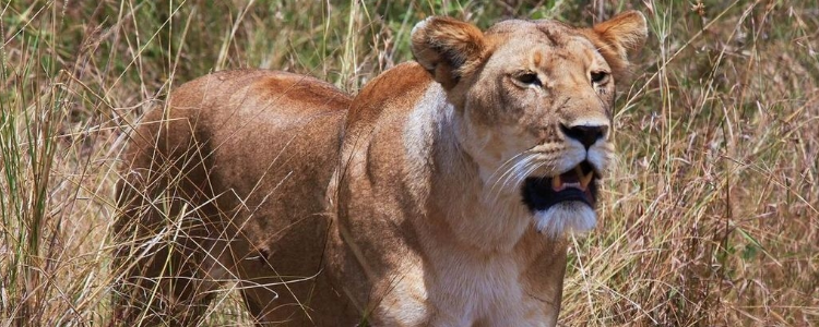 鼠牙雀角打一动物