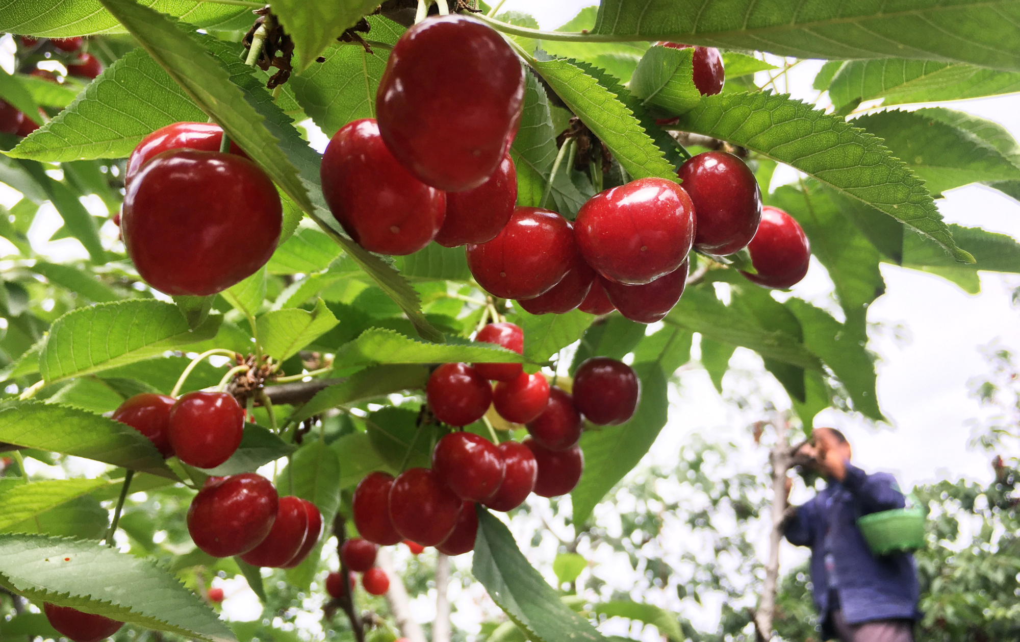 河南新安:樱桃红了