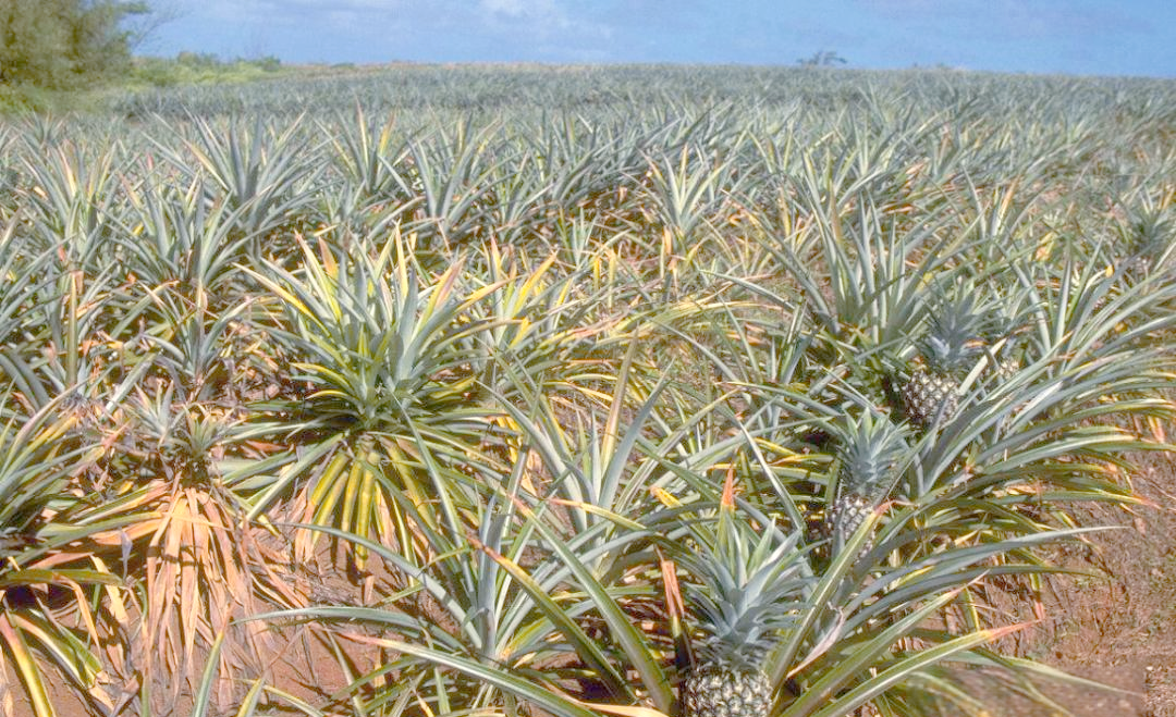 农村致富新方式:菠萝种植让你轻松赚大钱