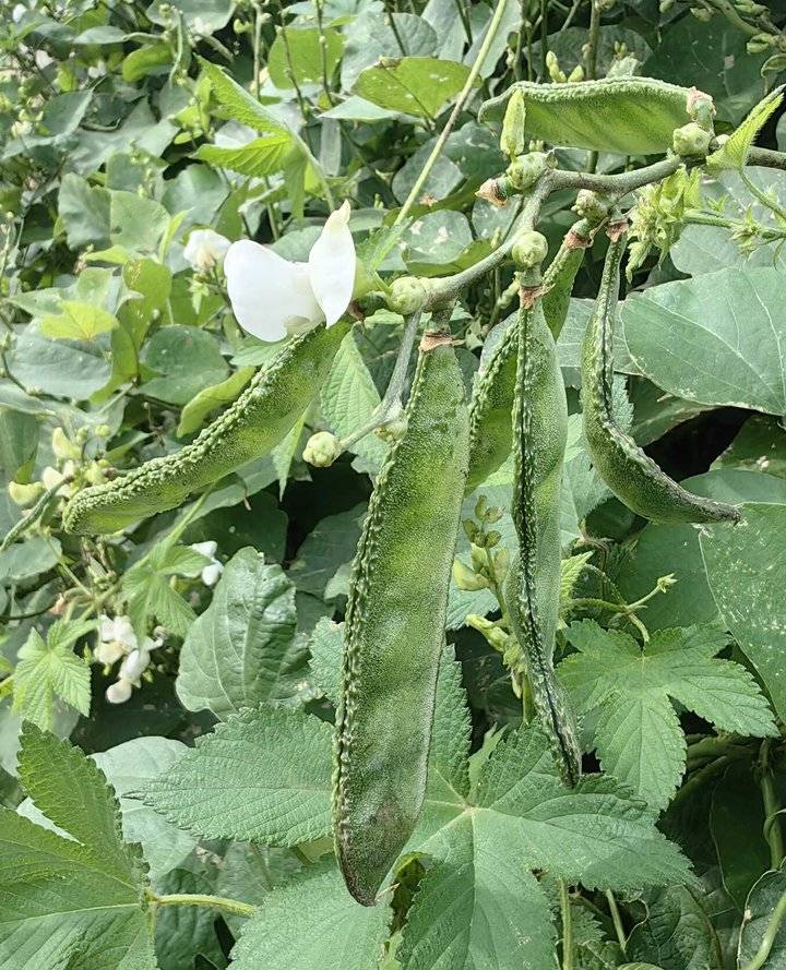 又到梅豆满架时