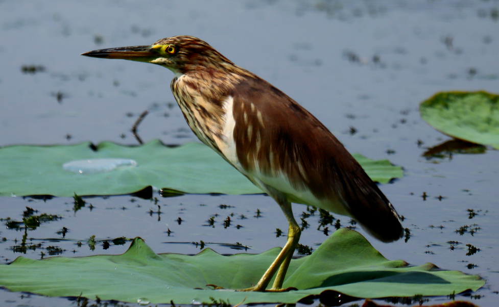 南京常见鹭类鸟类介绍及辨识方法