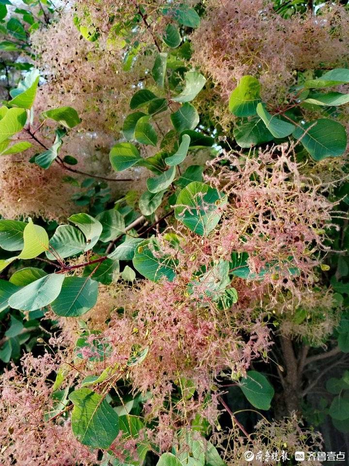 走近夏日的黄栌花