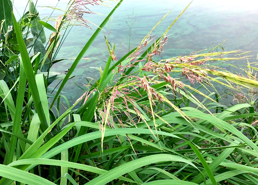 从稻谷到高端粮食:菰米的发展之路