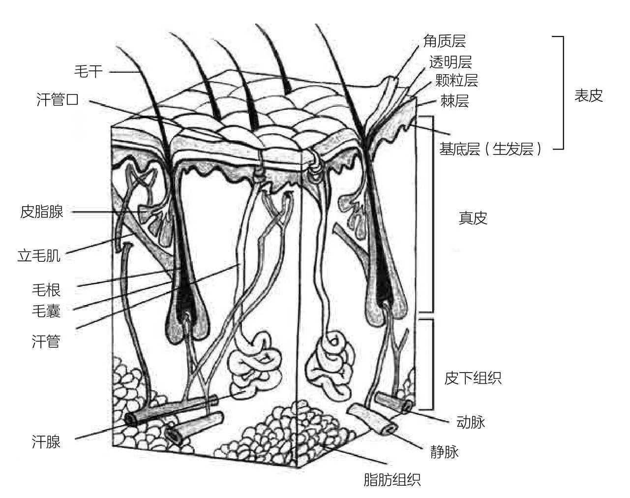 皮肤结构图简笔画图片