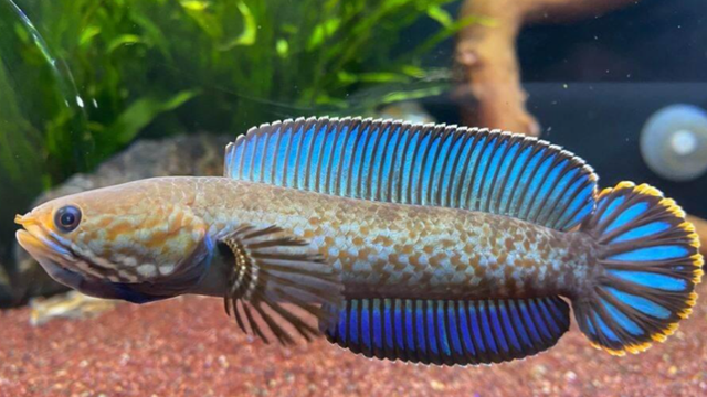 奶茶雷龙,新手入门雷龙鱼「龙年话雷龙」