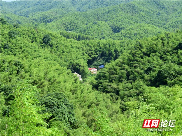 你們的清涼在哪裡?炎炎夏日,我在桃花江竹海打卡好韻味