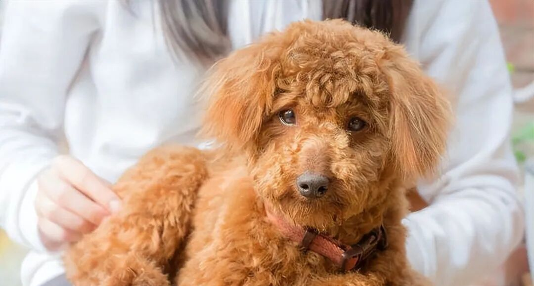 狗为什么不能吃葡萄和巧克力呢为什么在线 狗为什么不能吃葡萄和巧克力呢为什么在线