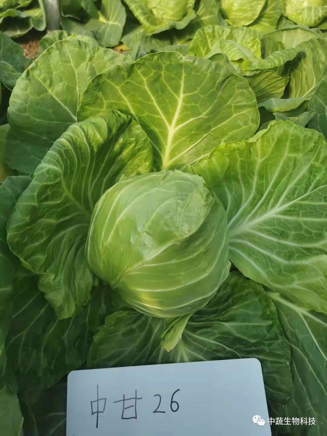 发现一个好品种:保护地甘蓝新品种中甘26