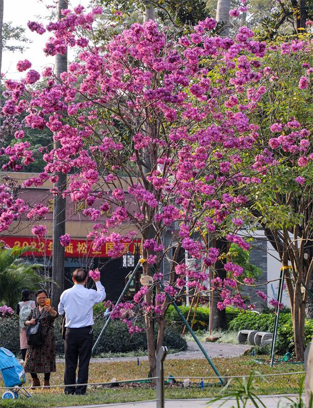繁花怒放,广州街头紫花风铃木进入盛花期