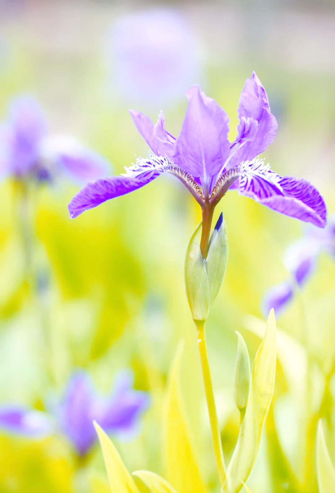 鸢尾的叶片基生,呈现出黄绿色,微微弯曲,形状如同宽剑一般;其蒴果则是