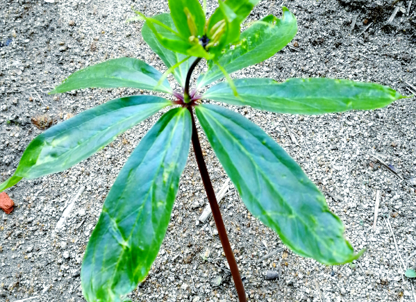 探索蛇毒的解药：认识七叶一枝花这种植物
