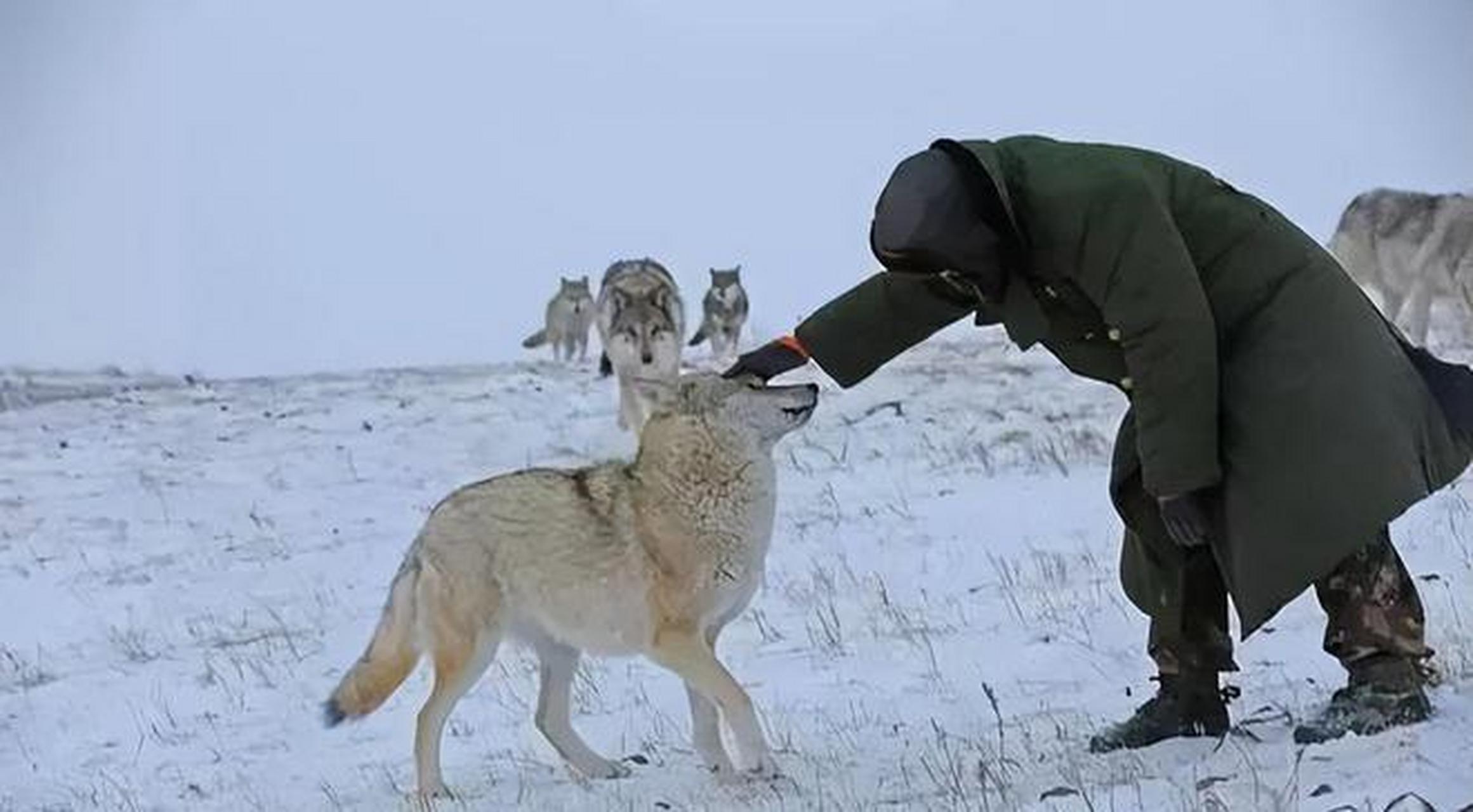 [左上]1964年,东北长白山一位猎户捕获了一只野猪后,竟被受伤的母狼
