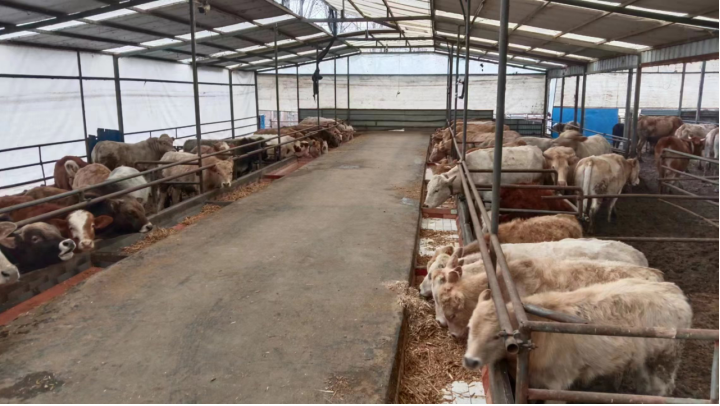 新野县王集镇:发展黄牛养殖 乡村振兴添牛劲