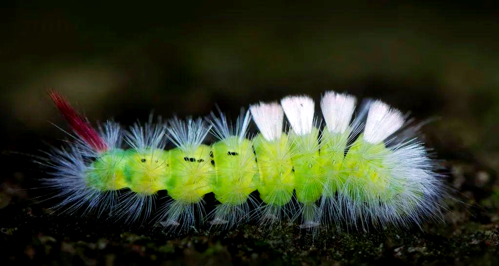 毒蛾毛毛虫,这一名称便揭示了其身体上的毛发带有毒