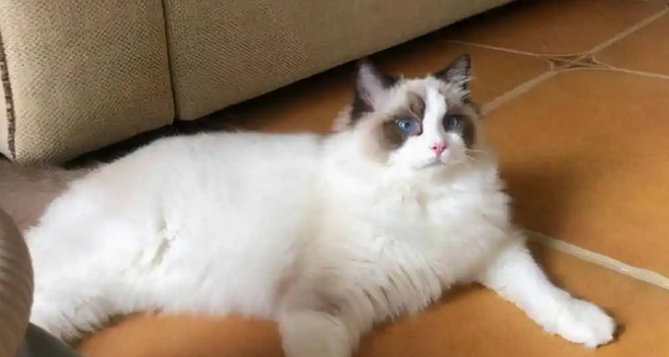 布偶和狸花猫配出来的猫