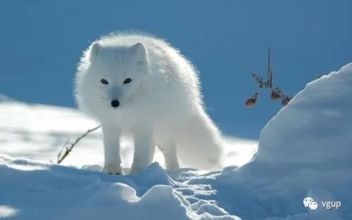 易经360课(31)狐狸尾巴为什么藏不住(未济卦)