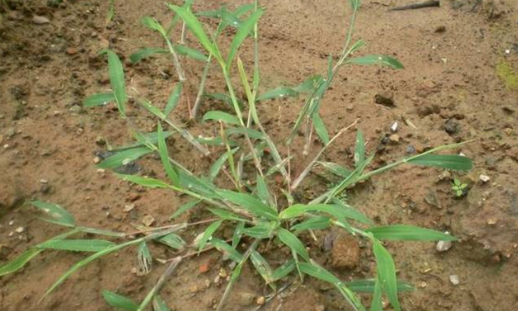 马塘草用什么除草剂