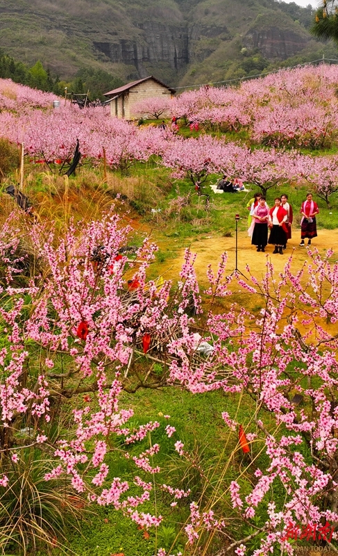 蓝田县鹿走沟村花海图片