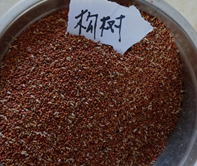 构树种子怎么收集?
