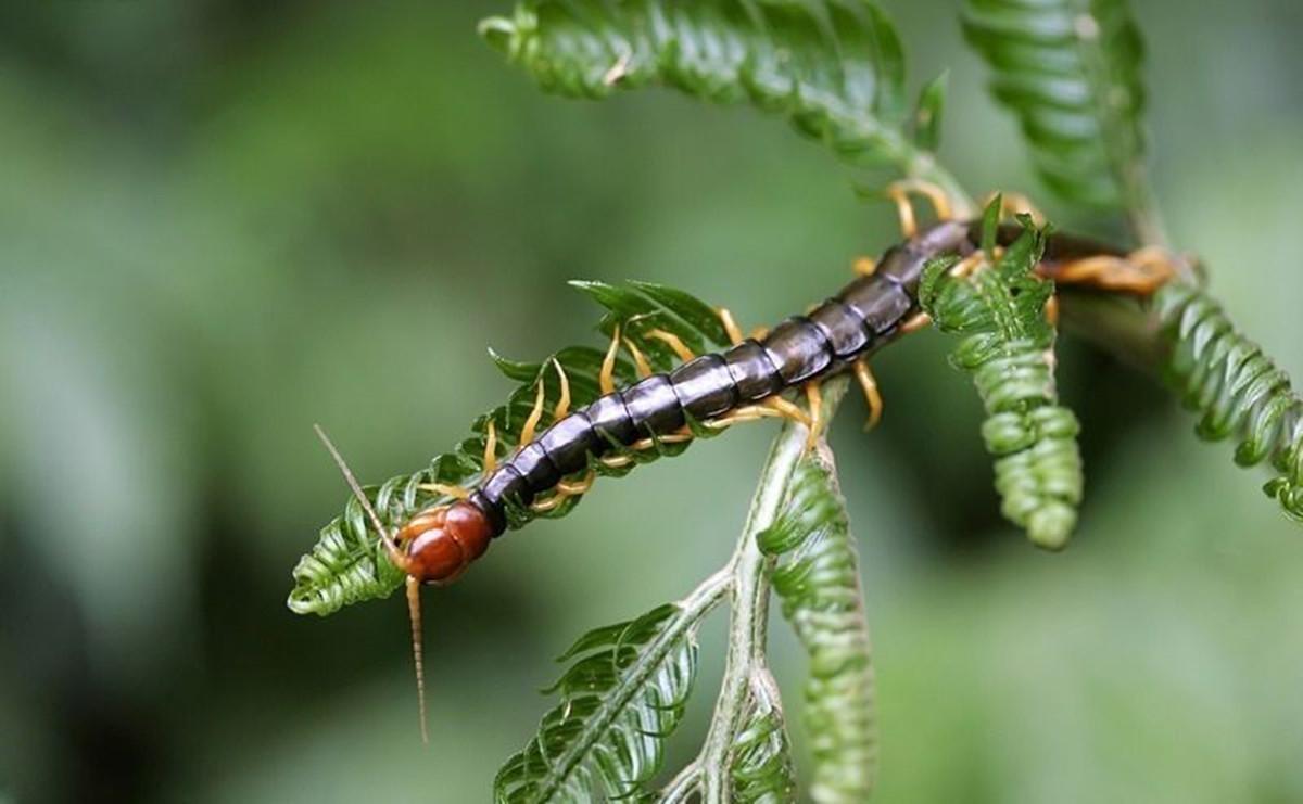 "苗族有蛊,蛊物毒人",湘西地方的苗蛊有科学依据吗?