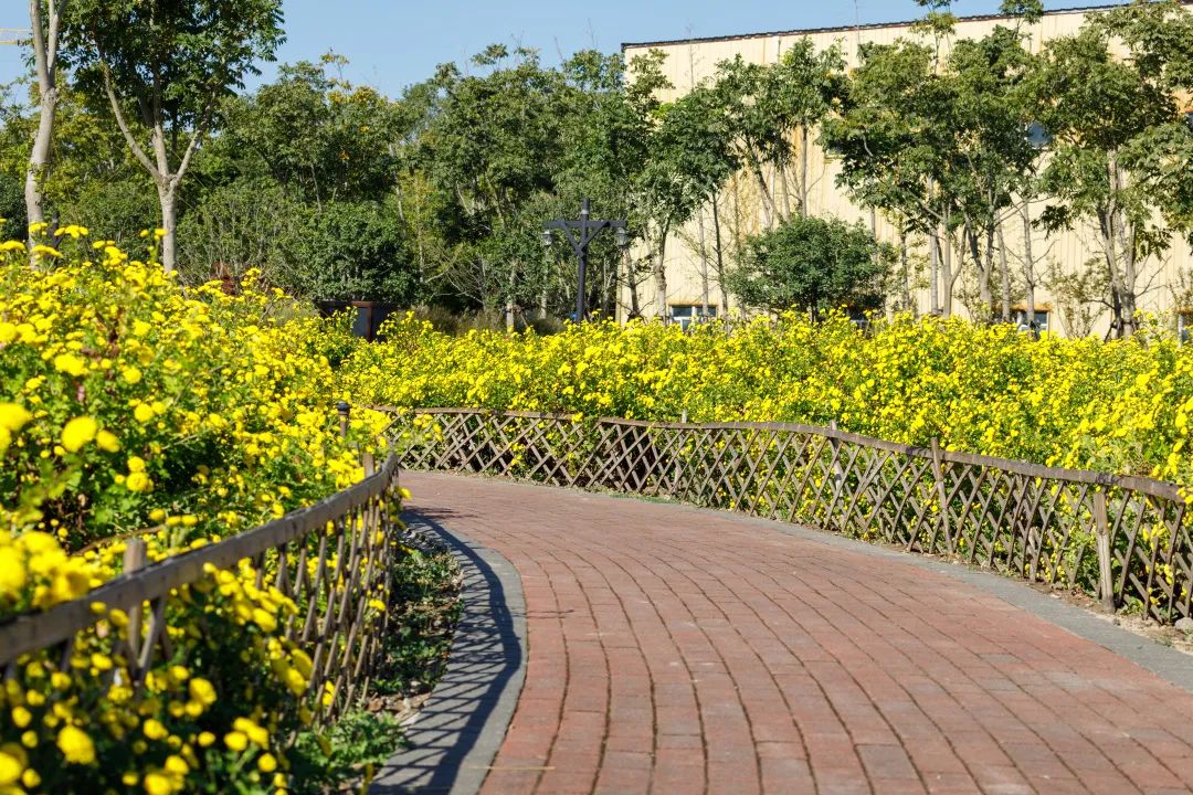 【分享】7000㎡!合庆郊野公园"国味菊"进入盛花期