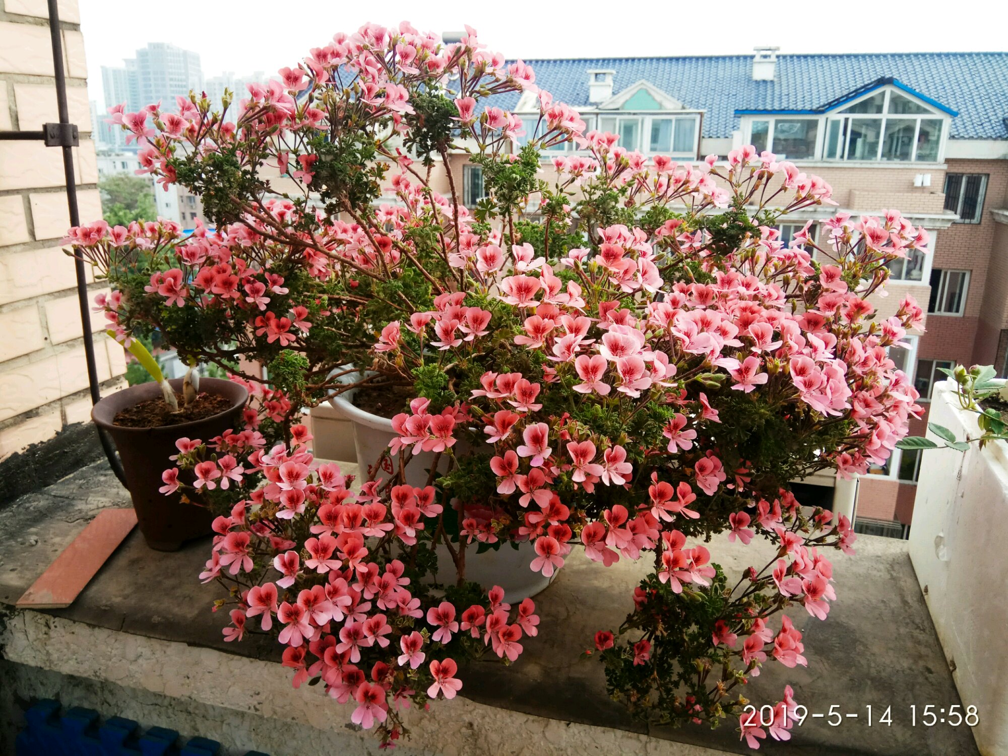 不怕热的天竺葵—橙天使,皮实好养,度夏容易,颜值高又爱开花!