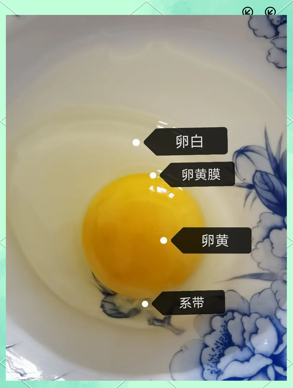 
八下生物实验鸟卵
  第2张