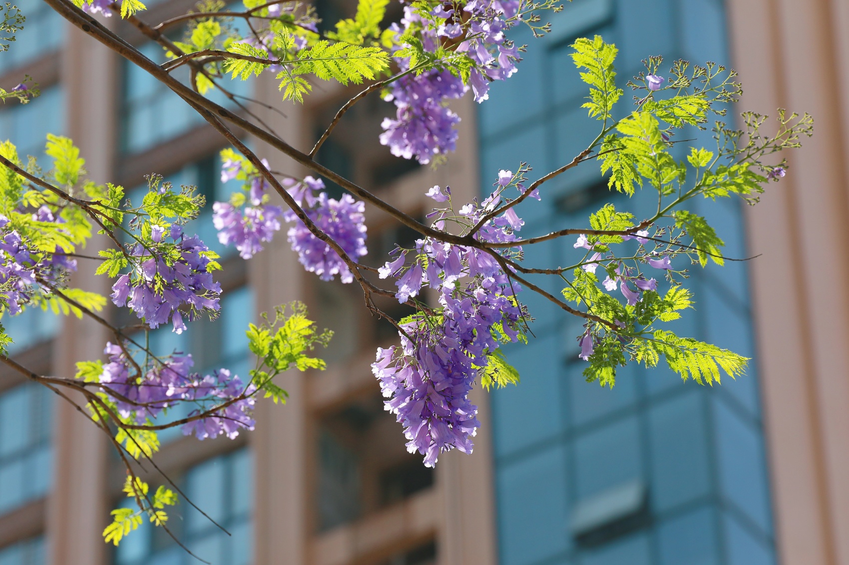 c视频|攀枝花的蓝花楹都开了,你还不来?