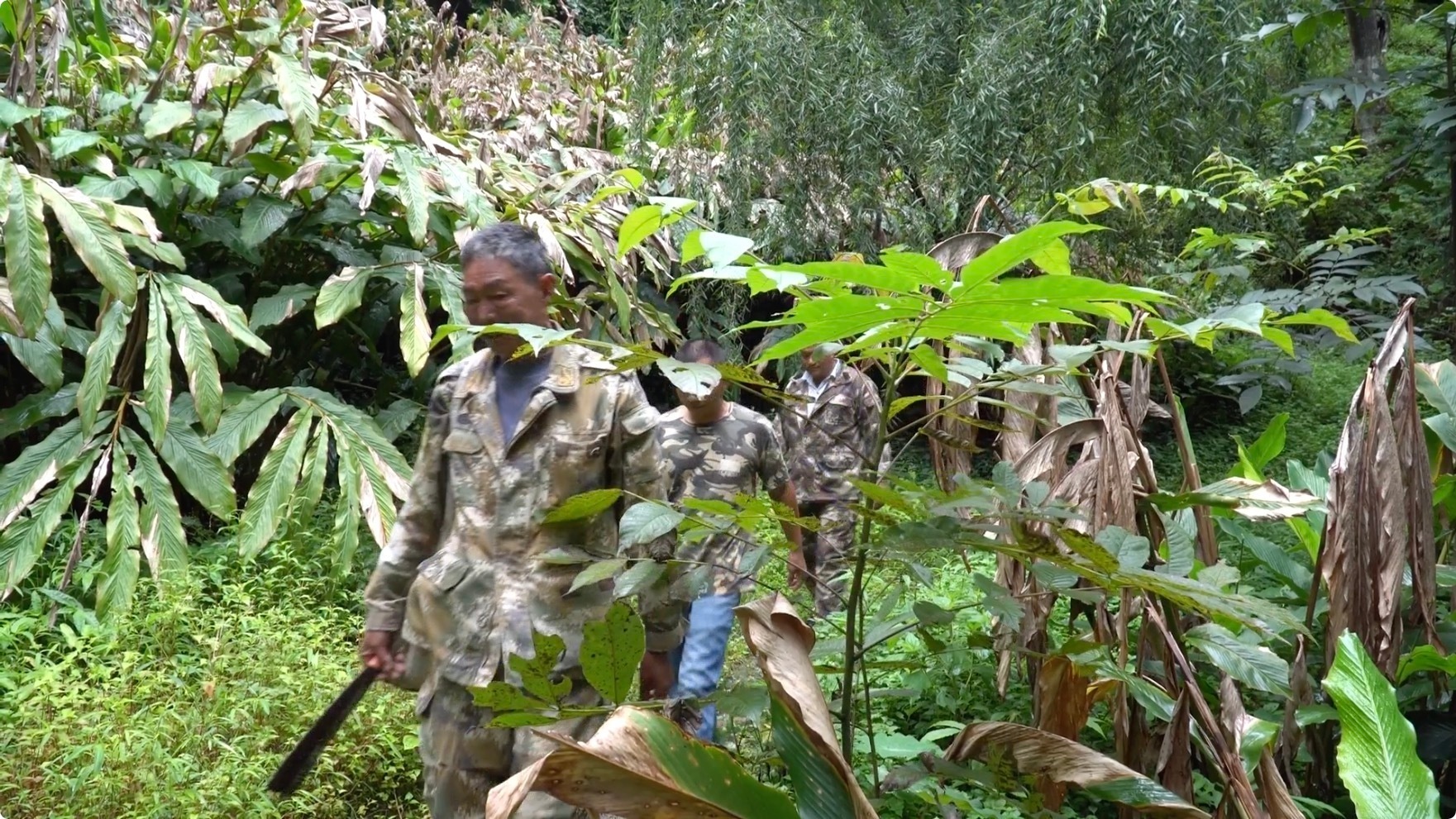 珍贵影像!高黎贡山隆阳段近距离拍到贡山羚牛