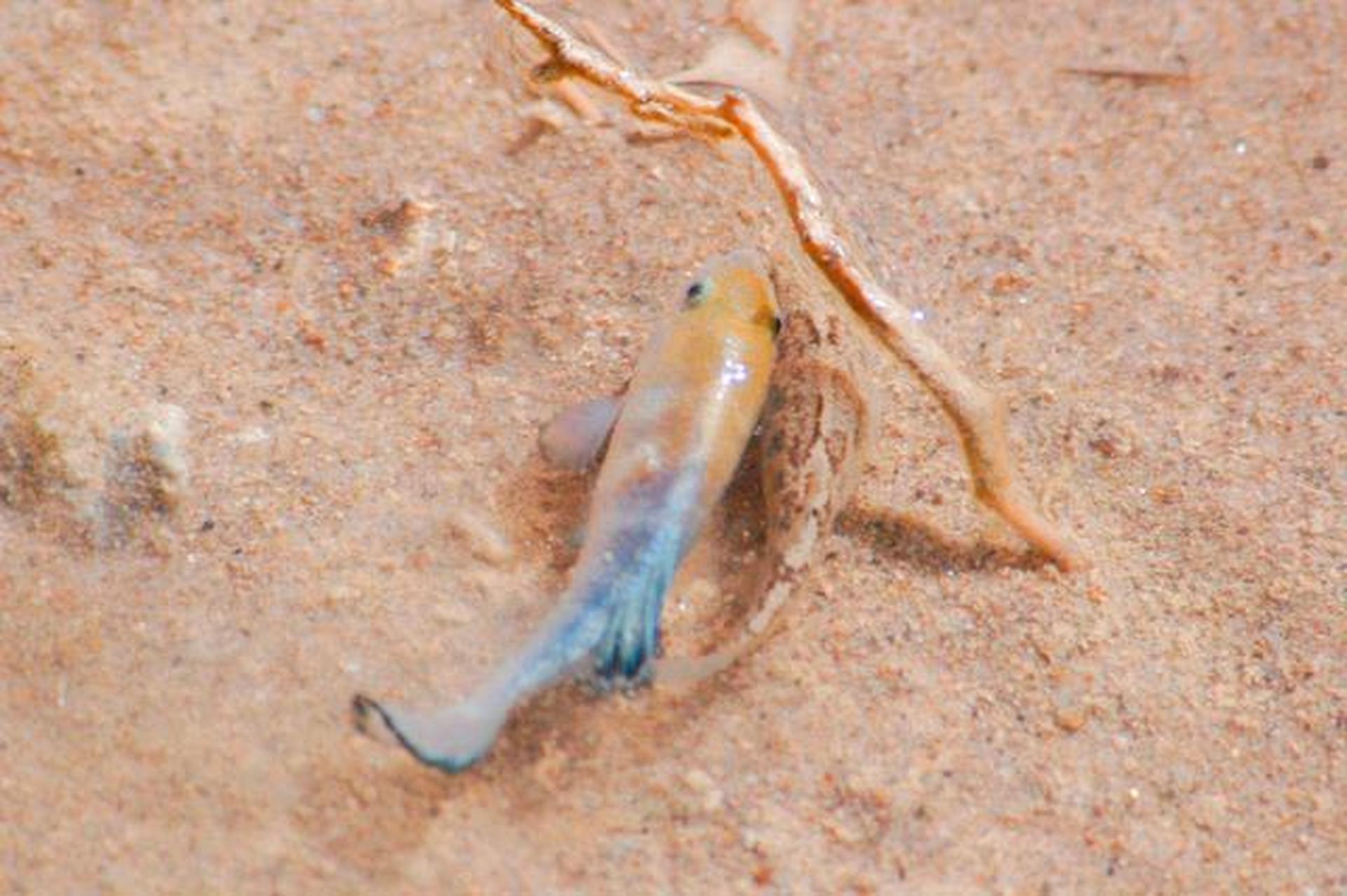 沙漠鱼是适应了高盐度水环境的生物,体型小,以水生生物和微生物为食