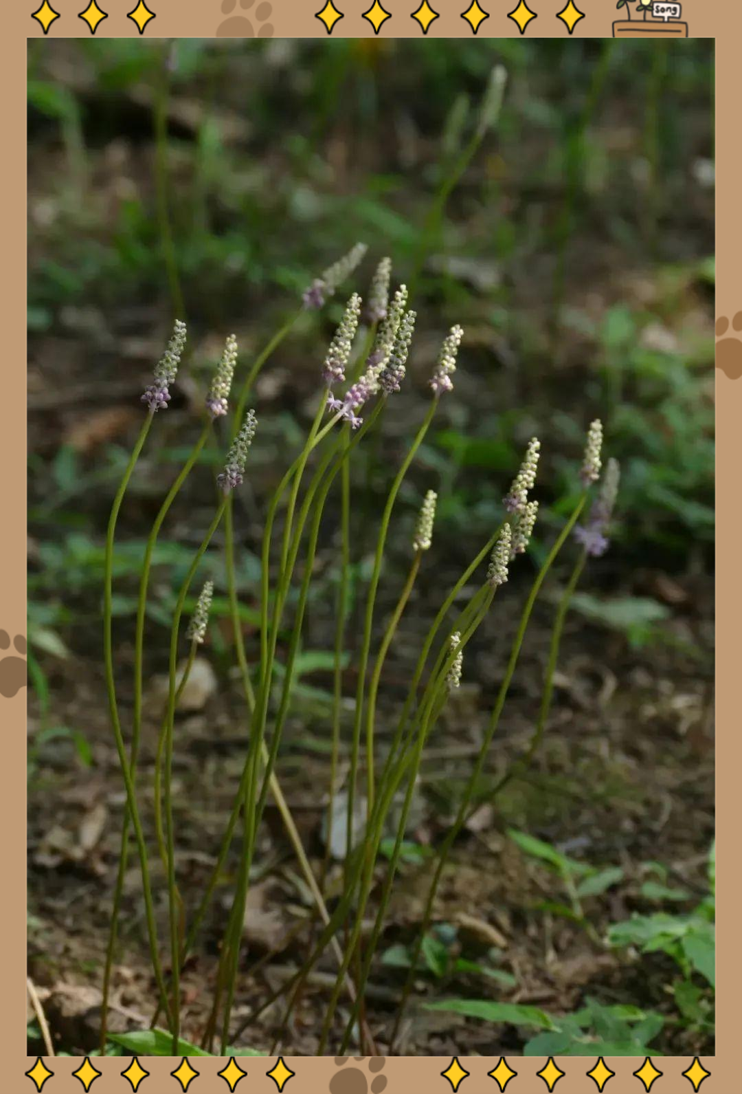 探秘自然世界:绵枣儿的传奇之旅