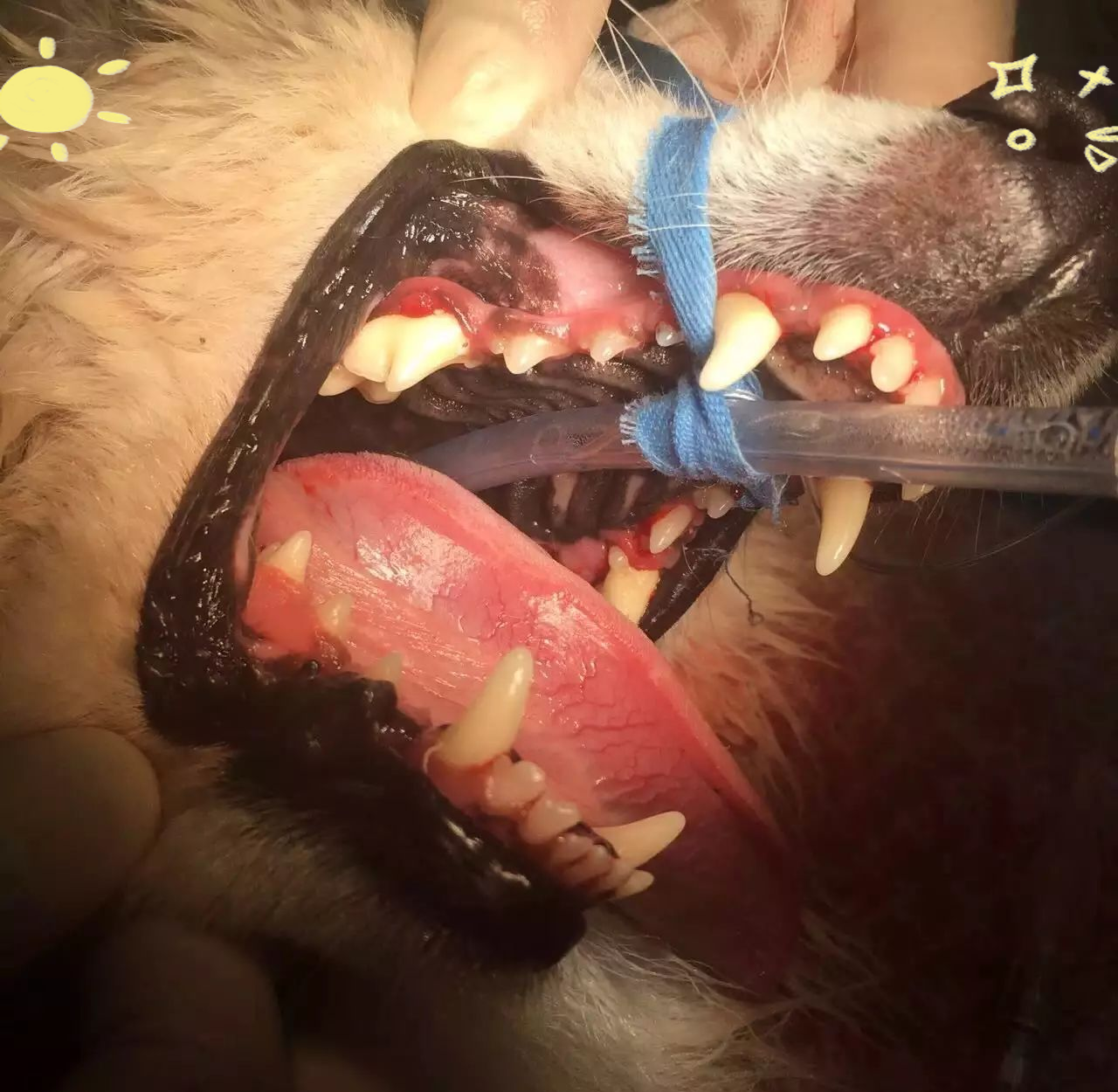 狗狗口腔健康的重要性:从齿龈瘤到心脏问题的全方位了解