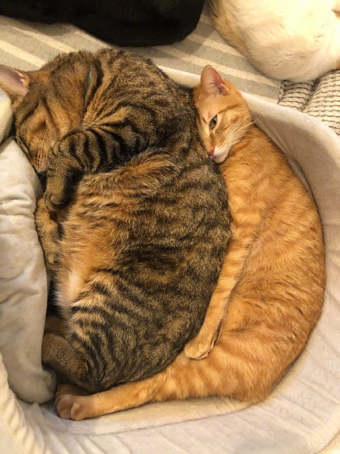 成功挤进去,橘猫这表情快窒息了!