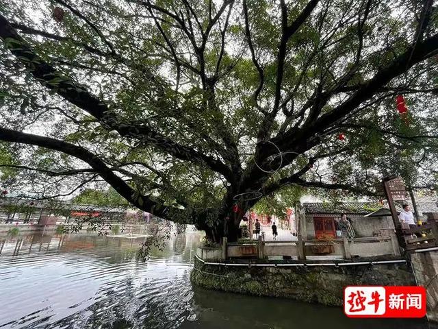 平阳的千年古村!住这里,让人羡慕