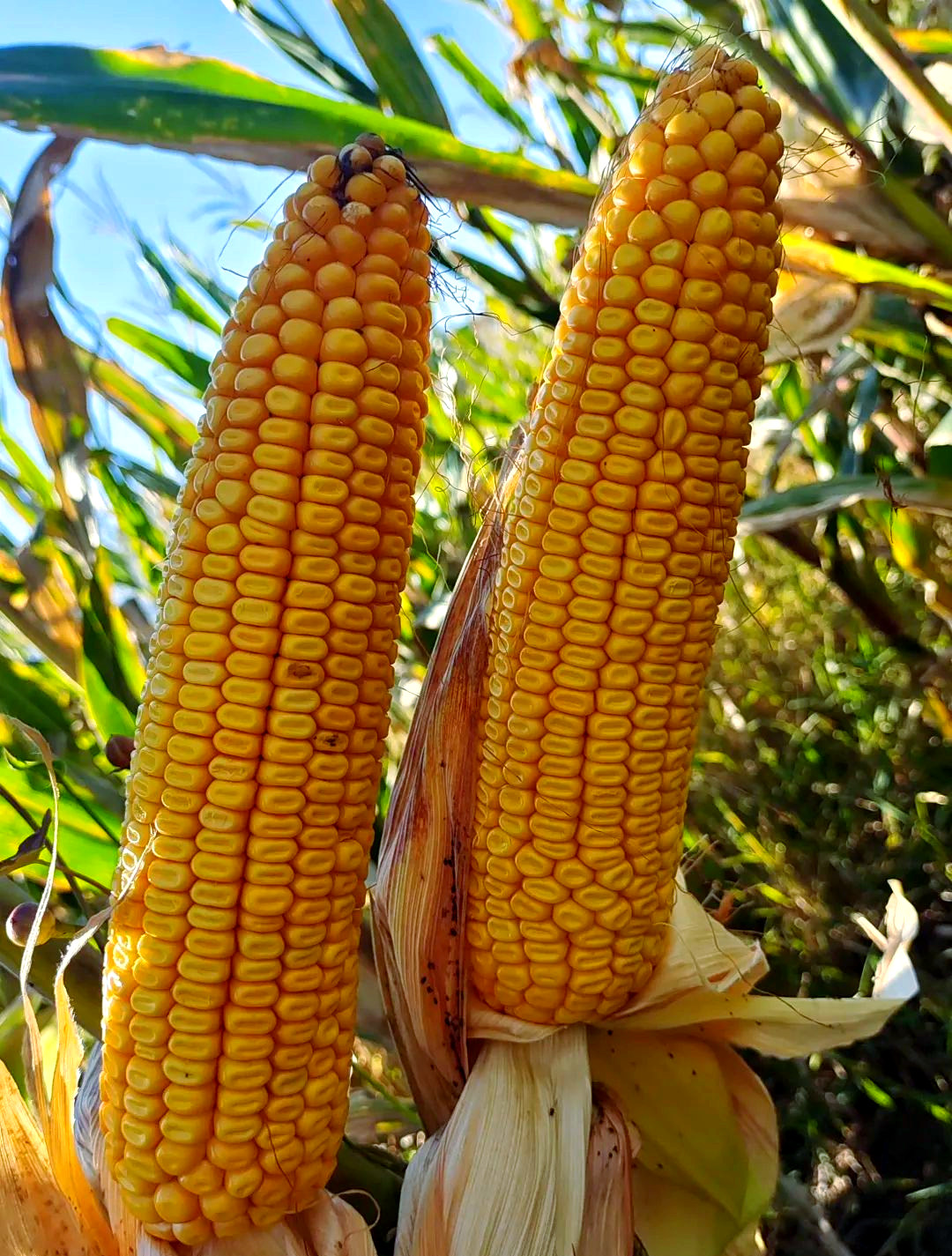 东北大区迪卡玉米品种概览