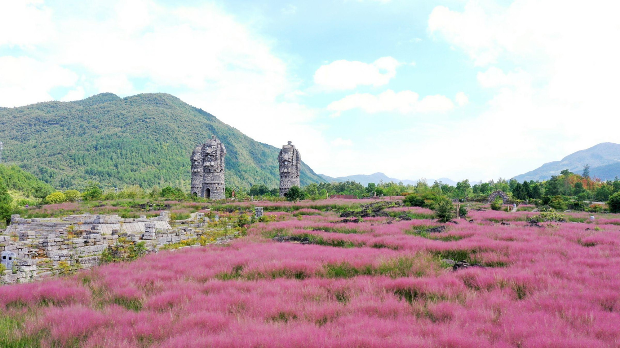 酉阳:粉黛花海醉游人