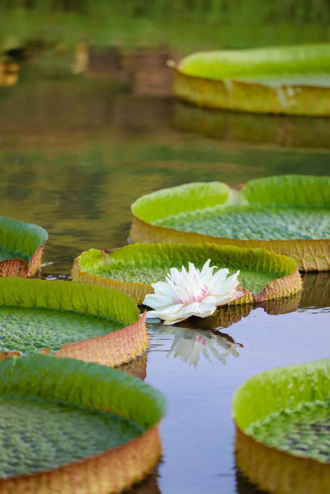 惊艳!网红大王莲,就藏在望城这里