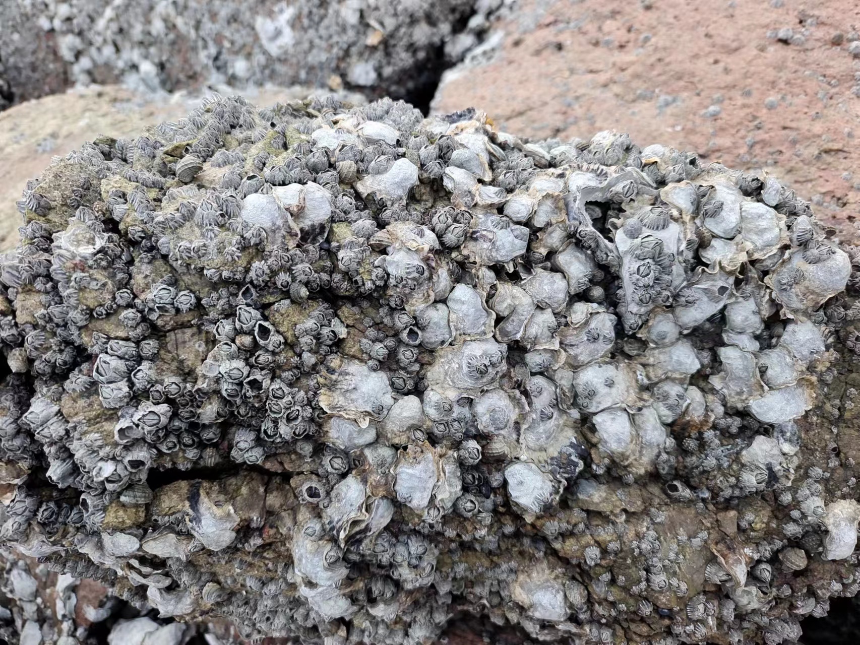 烟台大风刮来海鲜,青岛也不差事:石头长满海鲜,搬一块就够了