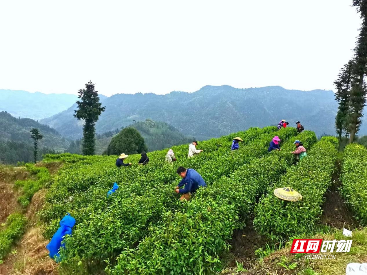 保靖县吕洞山镇最是三月美茶农笑开颜