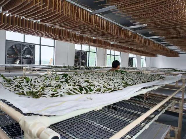 "自动上簇机"首次亮相助力春蚕丰收