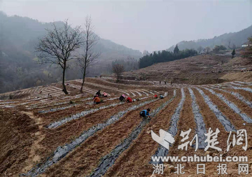 房县沙河乡:奏响茶旅融合发展新乐章