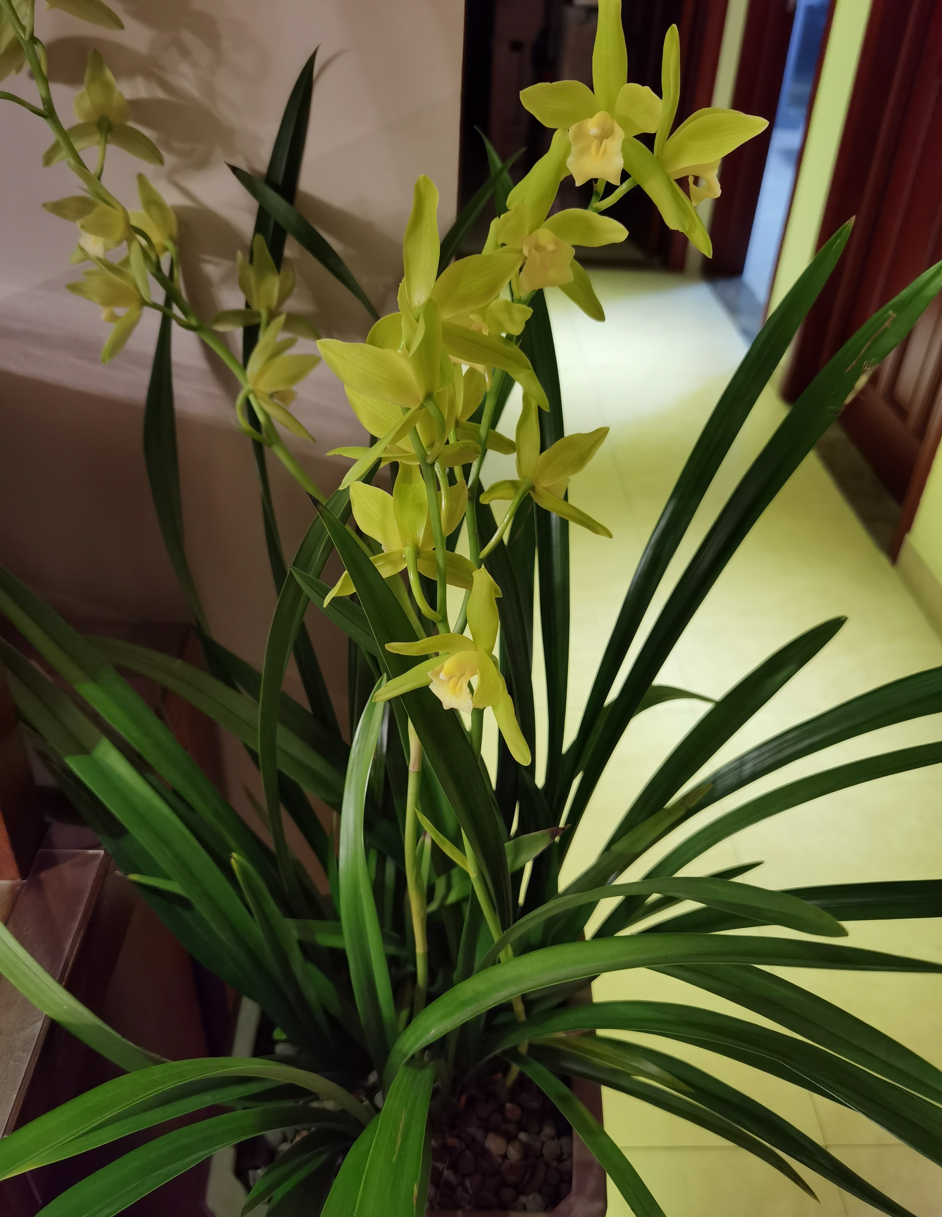 年宵花植物—兰花"绿翡翠"是什么兰?养护难吗?是否值得入手?