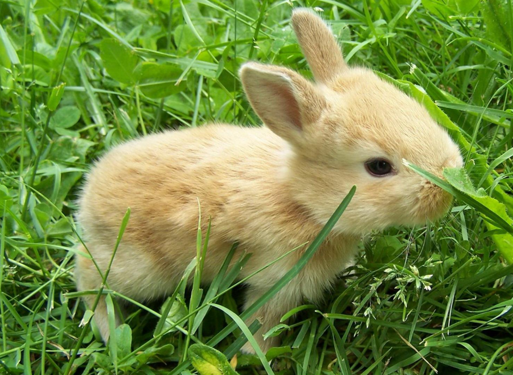 兔子求爱时的叫声图片