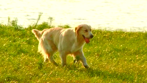 生肖狗的2023年运势(属狗2023年属狗运势和运)