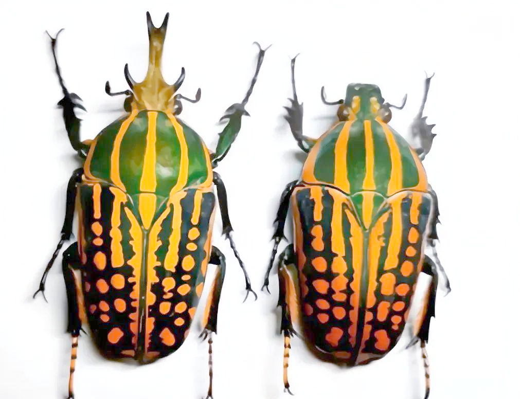 鞘翅目昆虫的生命周期与多样性食性