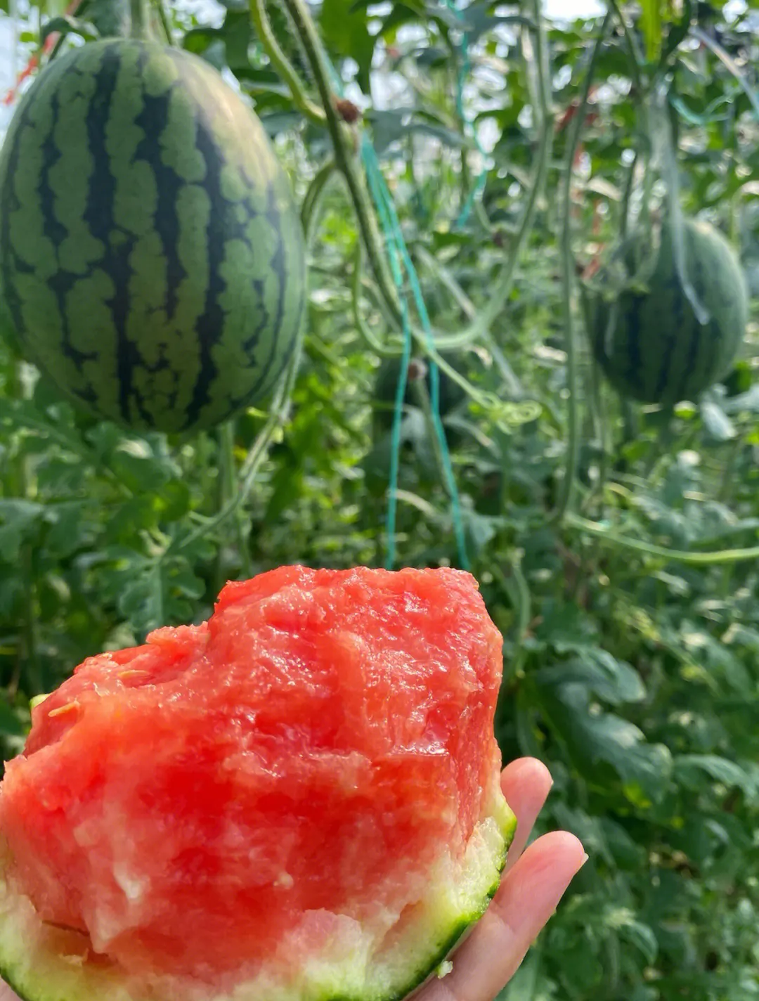 固堤西瓜脆皮西瓜又脆又甜