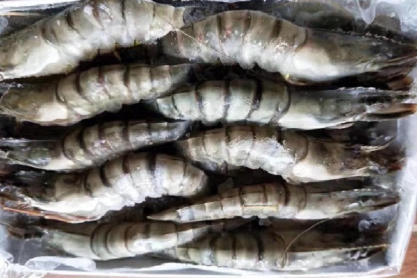 它是广东人最爱吃的海鲜之一,被当地人叫做鬼虾,可卖150元一斤